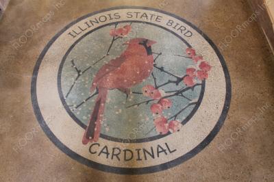 Illinois state bird the cardinal on polished concrete using 3.4 mil vinyl stencil and dye.