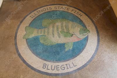 Illinois state fish bluegill on polished concrete using 3.4 mil vinyl stencil and dye.