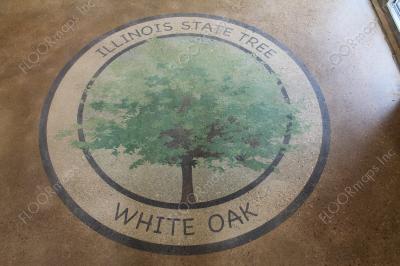 Illinois state tree white oak on polished concrete using 3.4 mil vinyl stencil and dye.