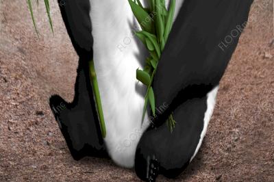 Full detail of bottom half for panda print with a possible background of bamboo leaves.
